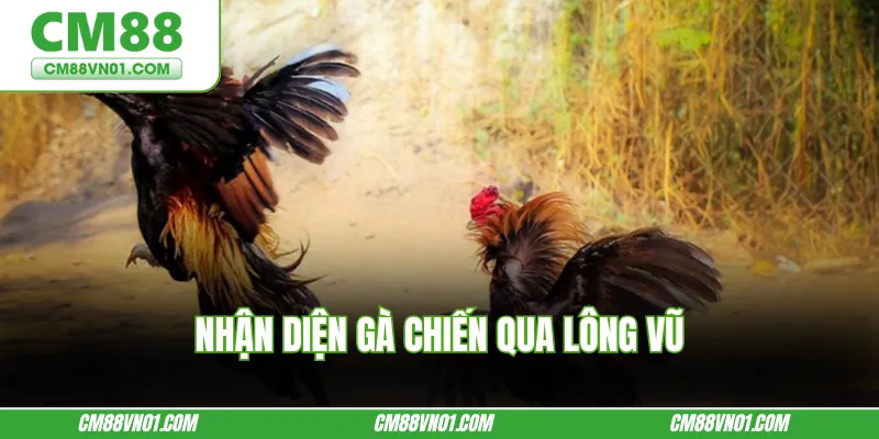 Nhận diện gà chiến qua lông vũ